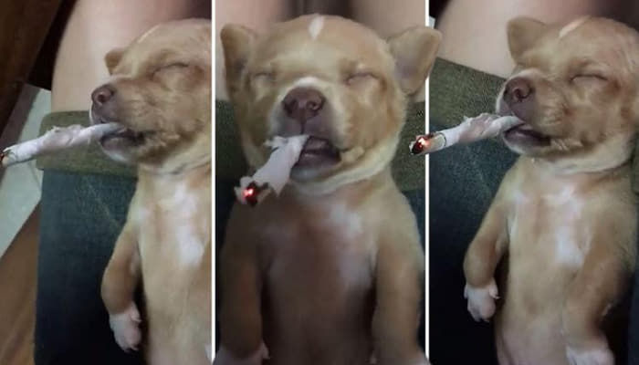 寝てる子犬に タバコ を咥えて記念に動画撮影迄したあっけない飼い主