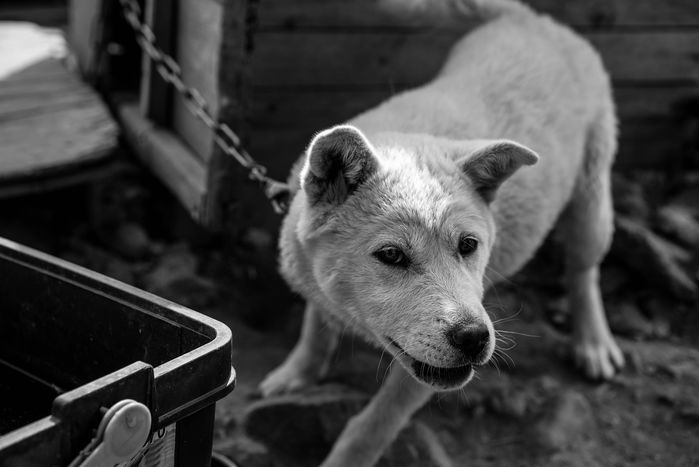 犬を盗んで逃げる 犬泥棒 を捕まえて浄化槽に落として教育した住民たち