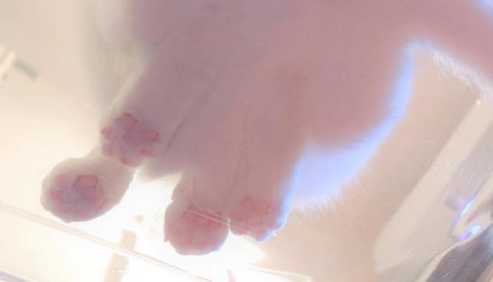 애니멀플래닛