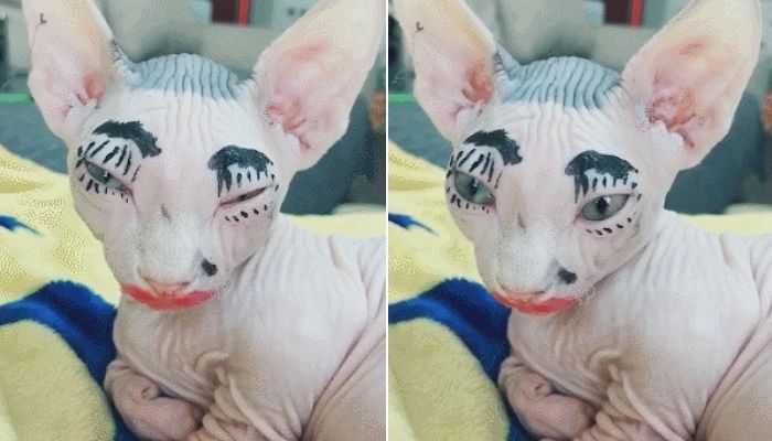 애니멀플래닛
