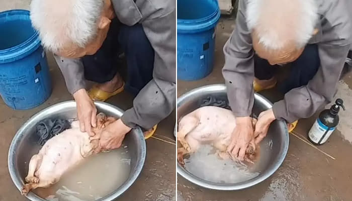 애니멀플래닛