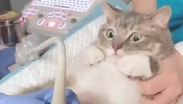 애니멀플래닛