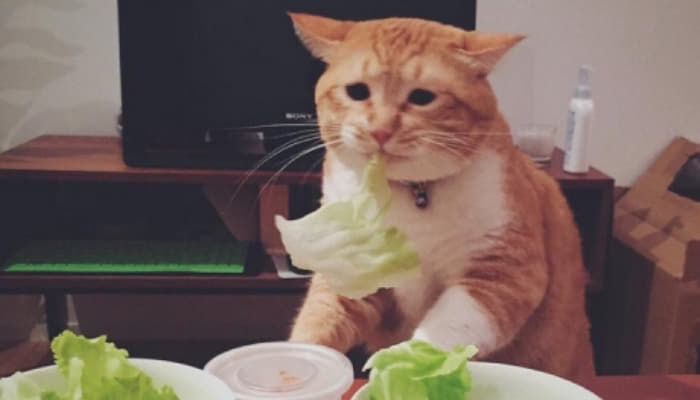 애니멀플래닛