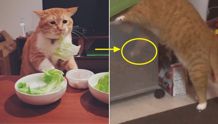 애니멀플래닛