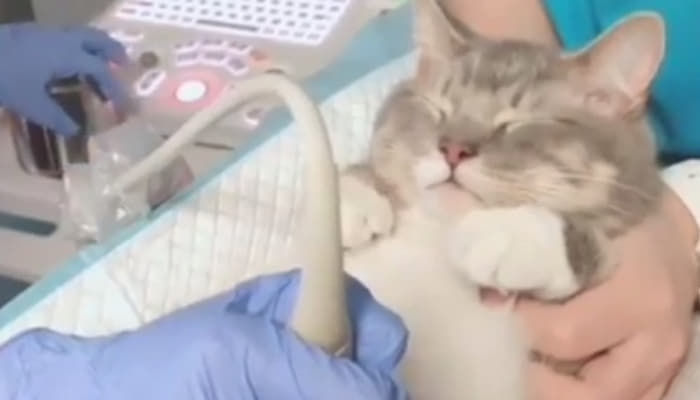 애니멀플래닛