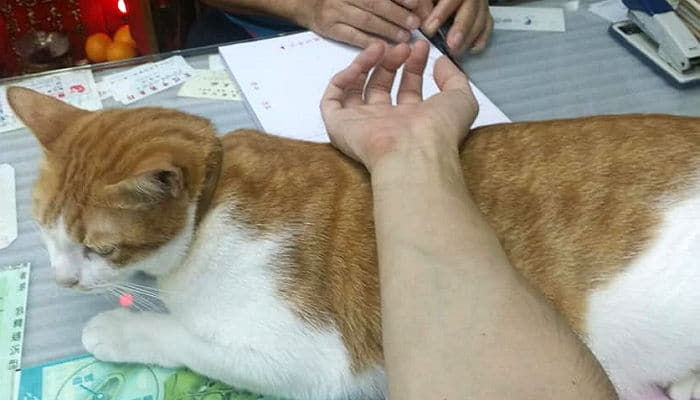 애니멀플래닛