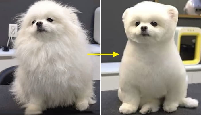 애니멀플래닛