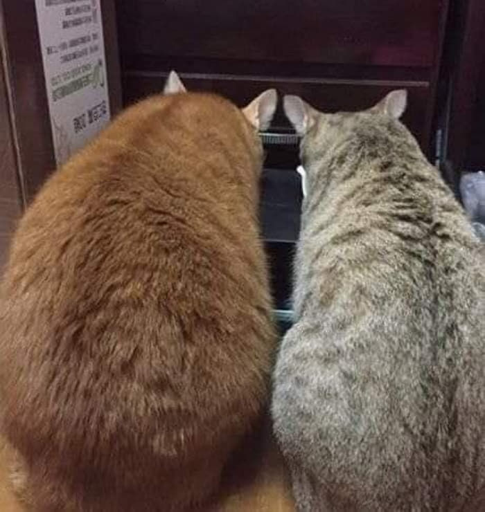 애니멀플래닛
