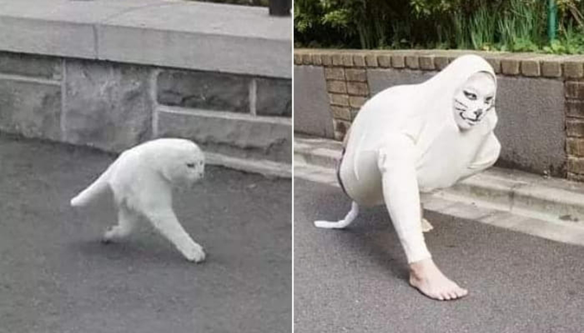 Белый кот качок