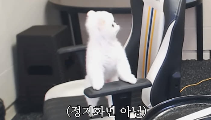 애니멀플래닛