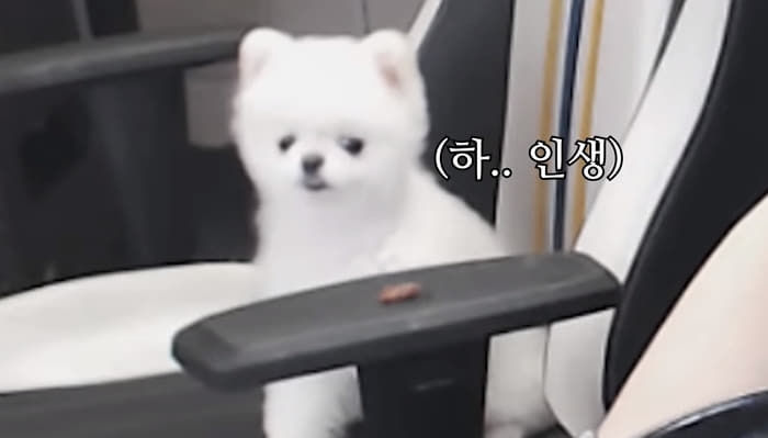 애니멀플래닛