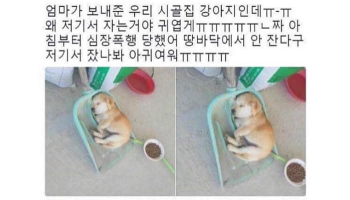 애니멀플래닛