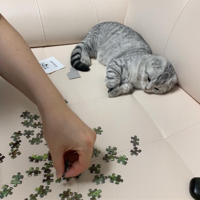 애니멀플래닛