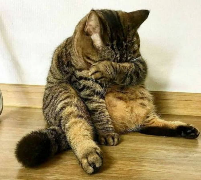 애니멀플래닛