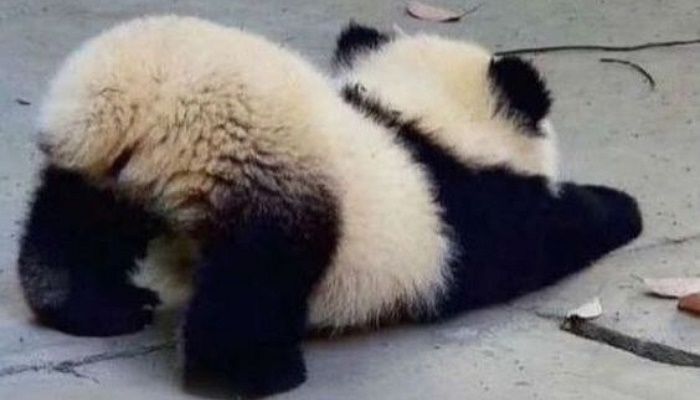 애니멀플래닛