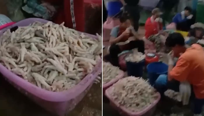 애니멀플래닛