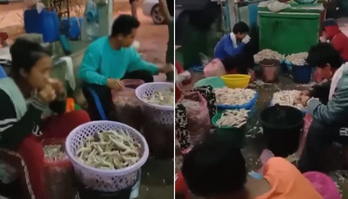 애니멀플래닛