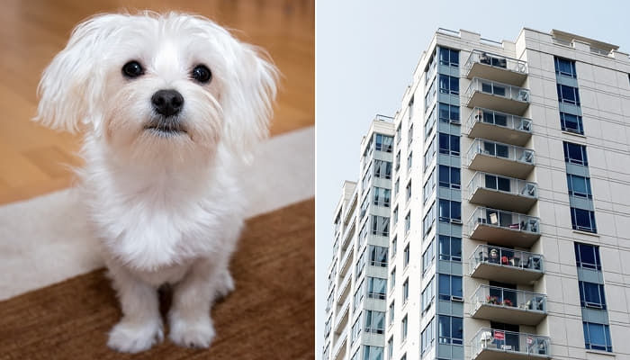 トイレのしつけがちゃんとでいないとし 光州 クァンジュ マンション9階で7年間育ててきた犬投げて殺した父親