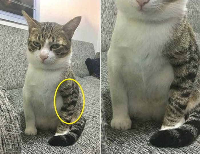 新しいコレクション 猫 やくざ 猫 ヤクザ 相関図 元ネタ