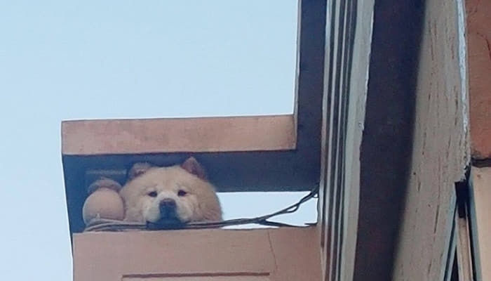 애니멀플래닛