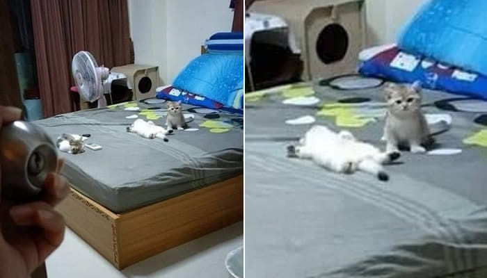 애니멀플래닛