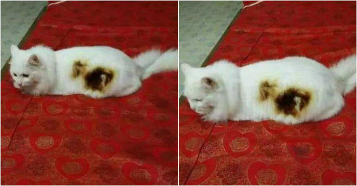 애니멀플래닛