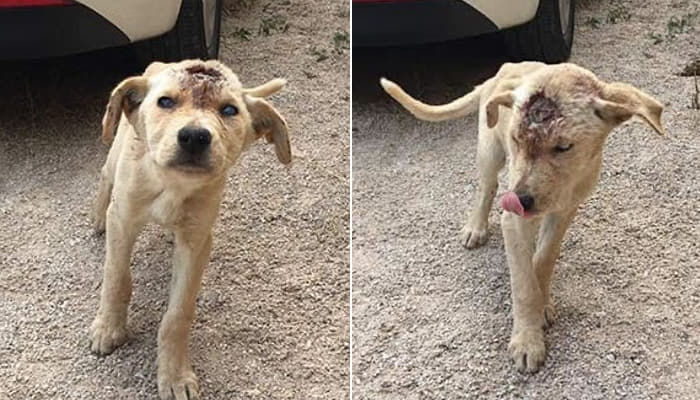 全身にプラスチックの銃弾が刺さった犬 片目の視力を失ったのに人懐かしい犬は尻尾を振った