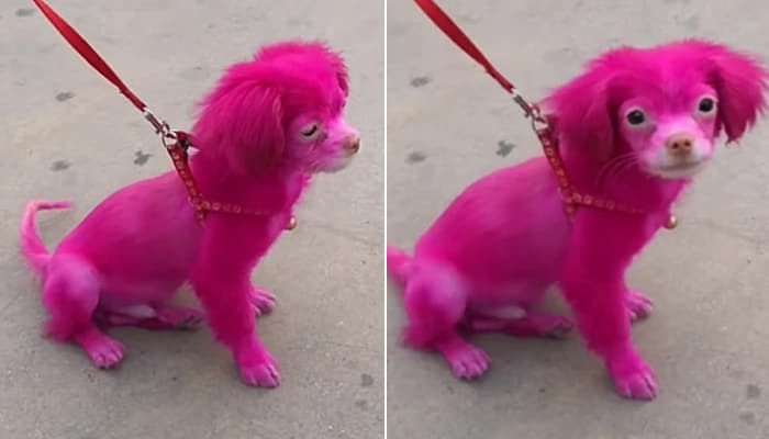 頭から足先まで ピンク色 に染められた犬 人を見ただけで嬉しいのかしっぽを振る子犬