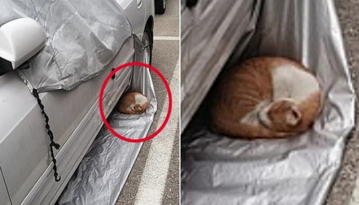애니멀플래닛