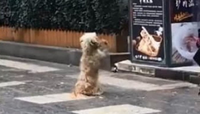 애니멀플래닛