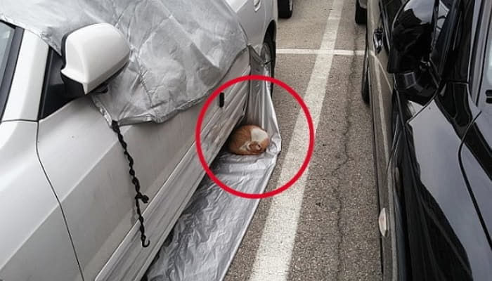 애니멀플래닛