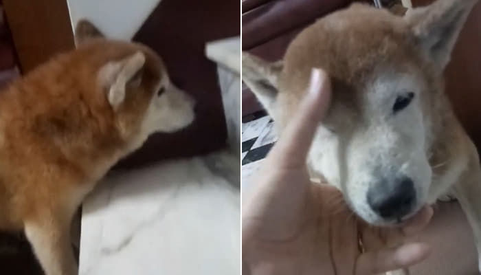 애니멀플래닛