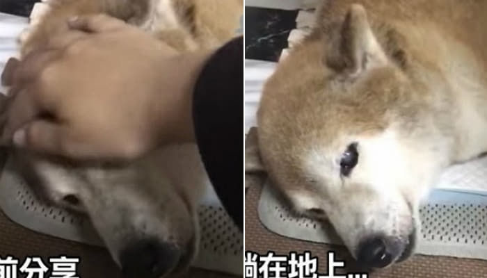 애니멀플래닛