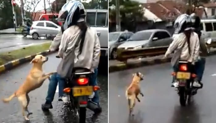 自分を置いて出かける飼い主のズボンの股にぶら下がる犬にそっぽを向いて出発するバイク