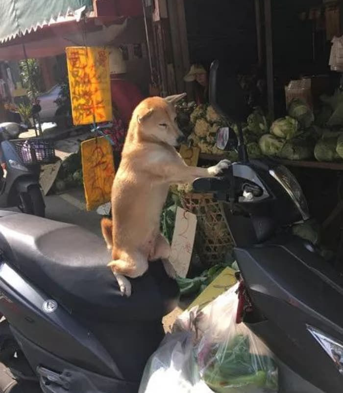 애니멀플래닛