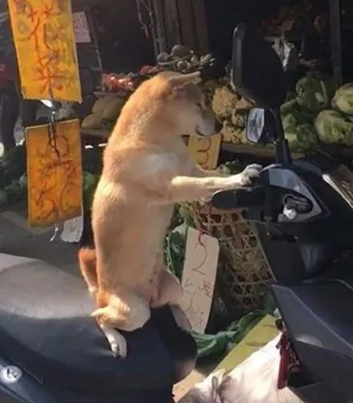 애니멀플래닛
