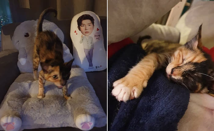 애니멀플래닛