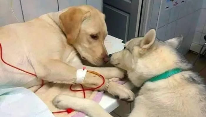 苦しむ友達のそばを離れずに夜通し看病してくれた天使犬 ハスキー