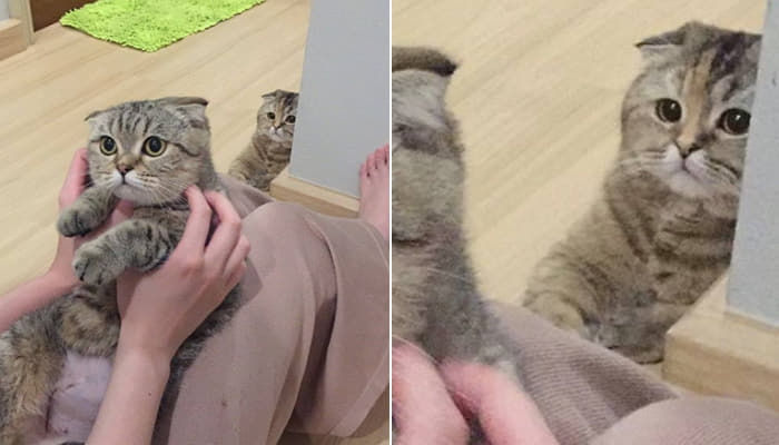 애니멀플래닛