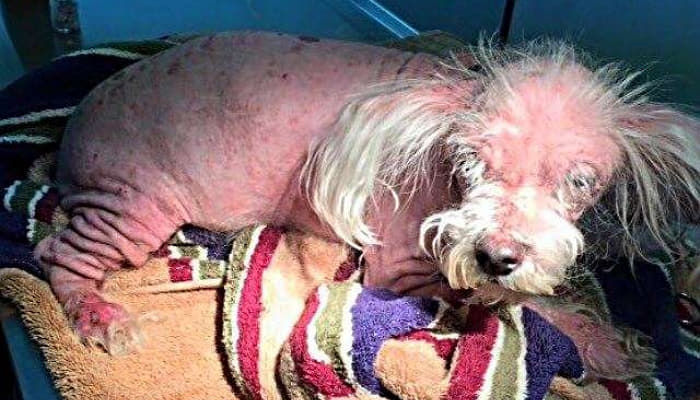 飼い主の放置で醜かった犬に実際に起きた 驚くべき奇跡