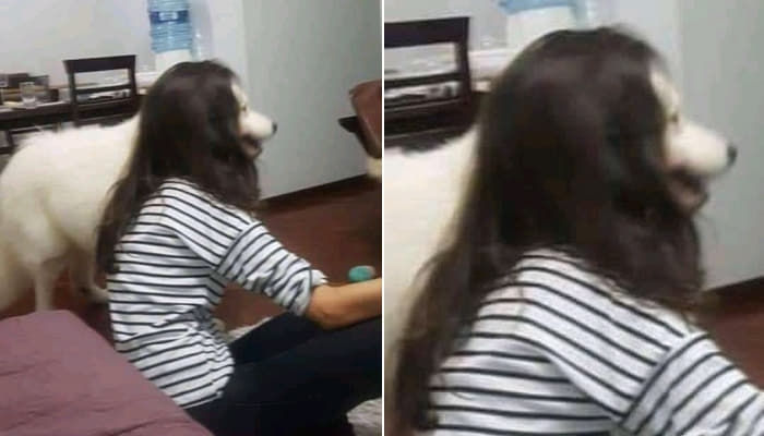 애니멀플래닛