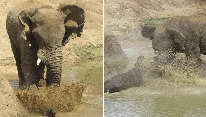 水たまりで遊んでいる赤ん坊のカバを踏みにじろうとして 母カバに叱られたゾウの 反転事情