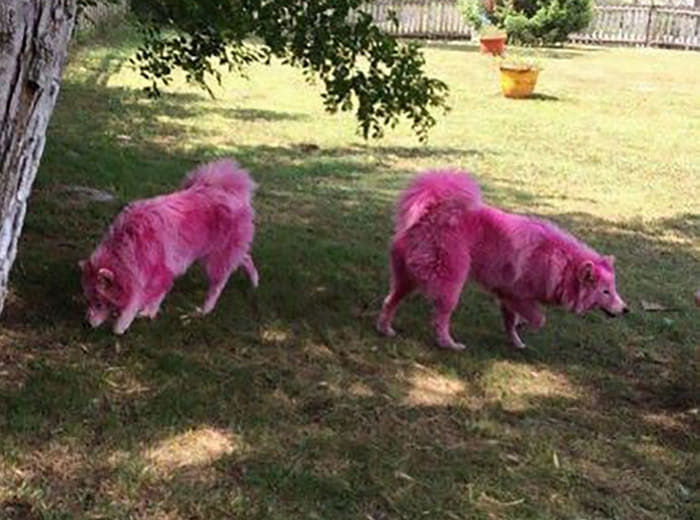 Почему собаки розовые. Самоеды розовые. Бывают ли розовые собаки. Розовая собака Танцующая.