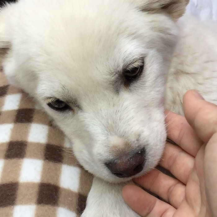 애니멀플래닛