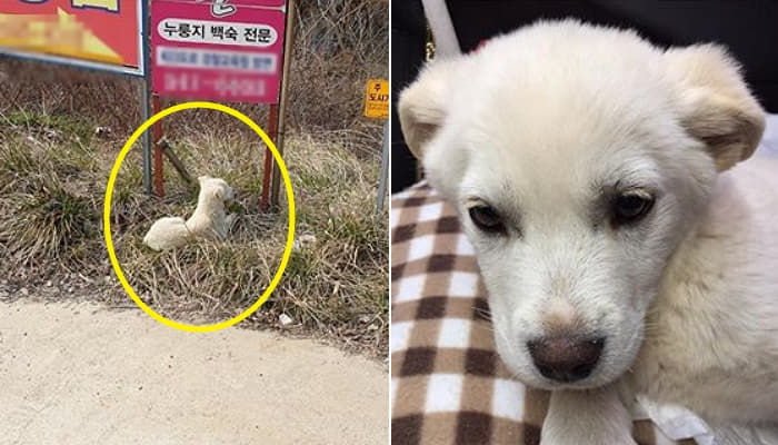 애니멀플래닛