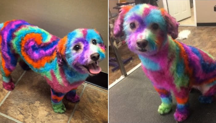 犬が喜ぶと言って頭からつま先まで全身 カラフル 虹色に染める飼い主