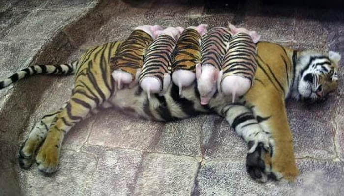 赤ちゃん豚5匹が 虎の縞模様 の服を着たまま 虎のように生活する理由