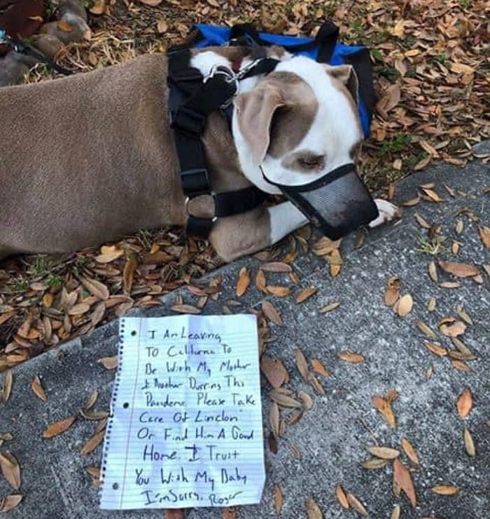 どうか めんどうを コロナウイルス の影響で手書きと一緒に口輪をしたまま木の下に捨てられた犬
