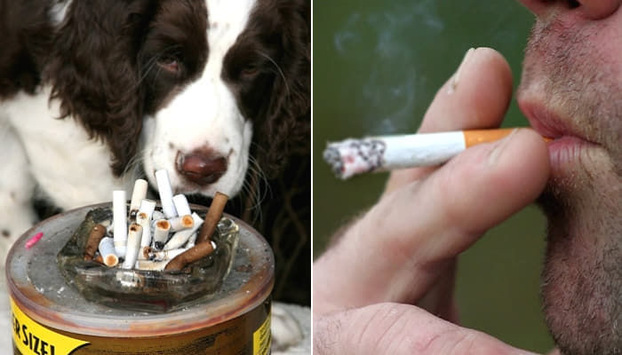 タバコを吸う飼い主と一緒に住んでいる犬は肺がんになる確率60 高い