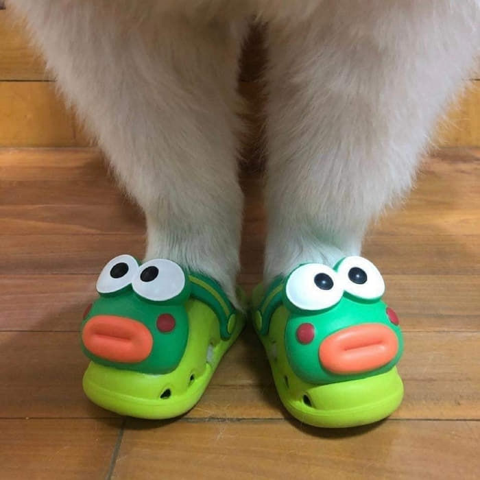 애니멀플래닛
